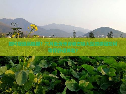 如何规避高峰期？六月赴贵州青岩古镇大型旅游团如何确保舒适体验？