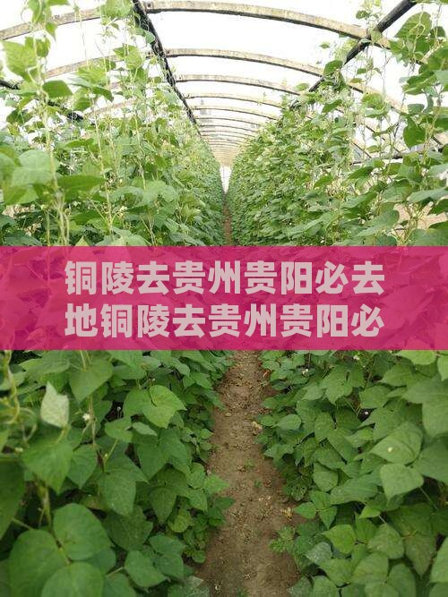 铜陵去贵州贵阳必去地