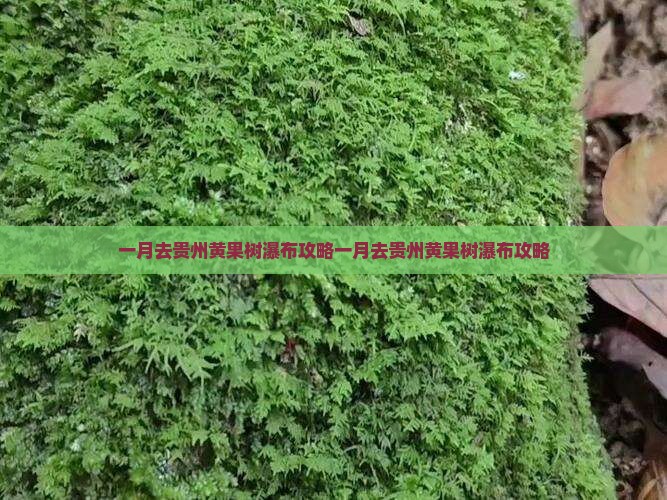 一月去贵州黄果树瀑布攻略