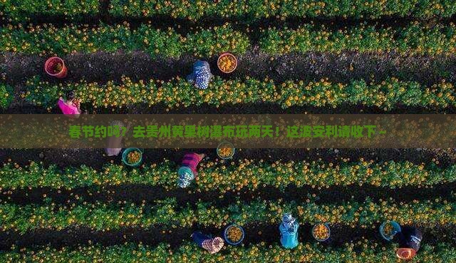 春节去贵州黄果树瀑布二日游