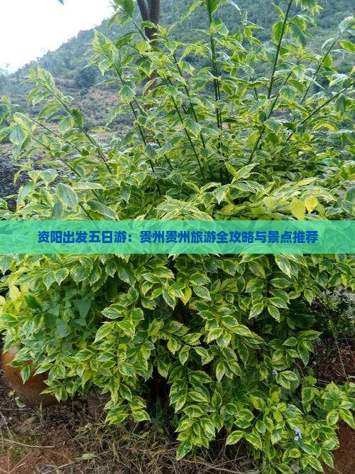 资阳出发五日游：贵州贵州旅游全攻略与景点推荐
