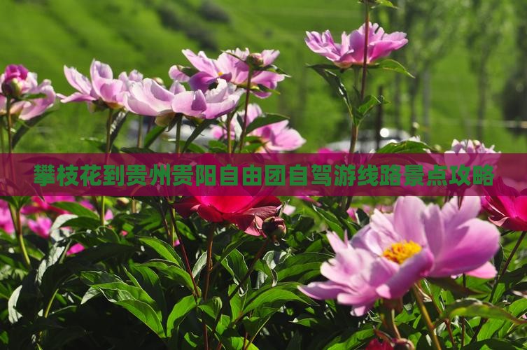 攀枝花到贵州贵阳自由团