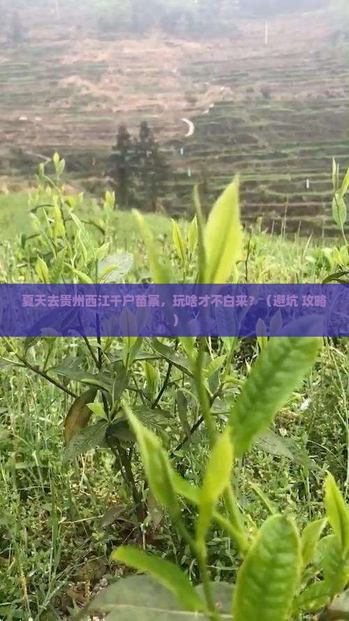 夏天到贵州西江千户苗寨哪里玩