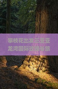 攀枝花出发三亚亚龙湾国际玫瑰谷旅游网红地点门票价格是多少？