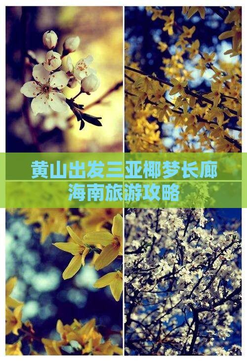 黄山出发三亚椰梦长廊海南旅游攻略