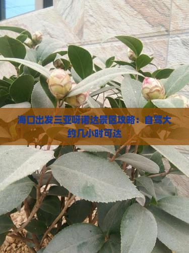 海口出发三亚呀诺达景区攻略：自驾大约几小时可达
