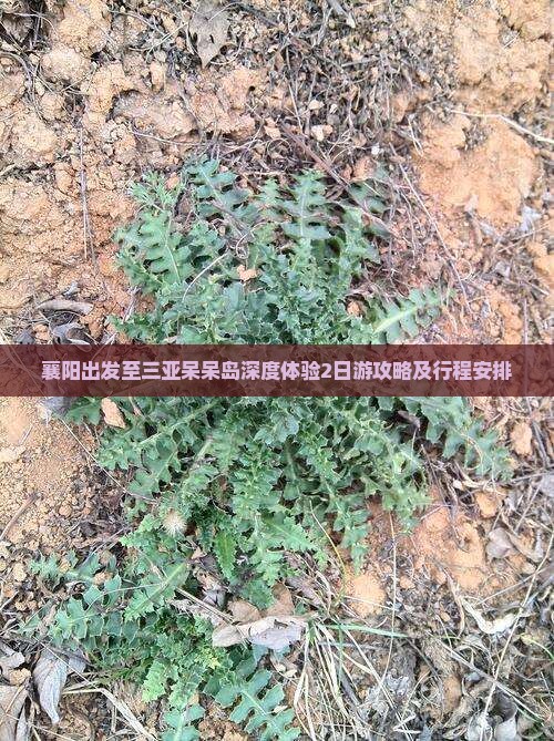 襄阳出发至三亚呆呆岛深度体验2日游攻略及行程安排