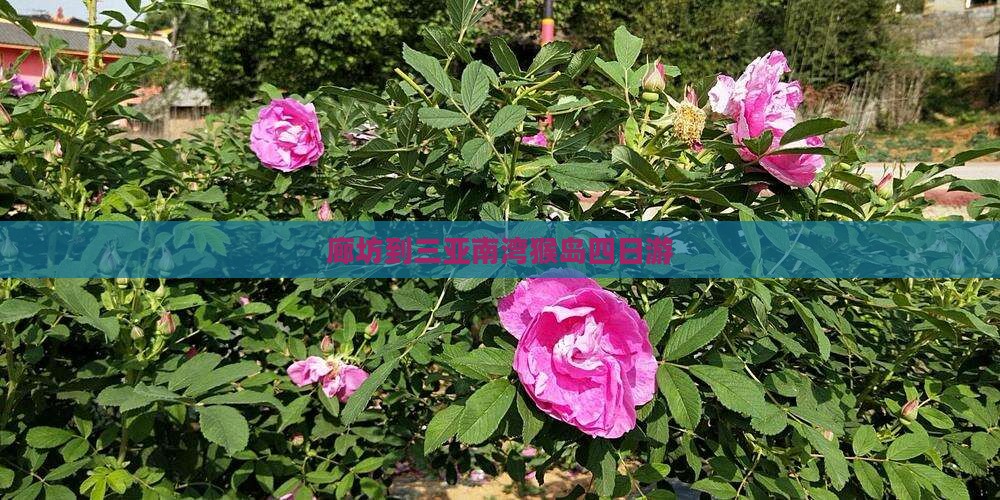 廊坊到三亚南湾猴岛四日游
