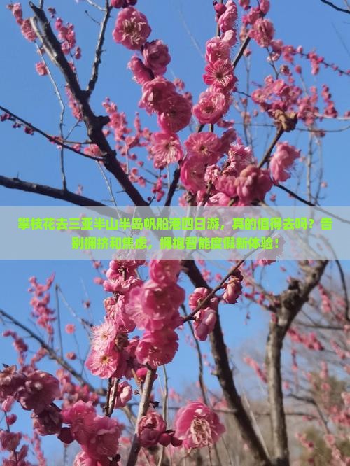 攀枝花去三亚半山半岛帆船港四日游