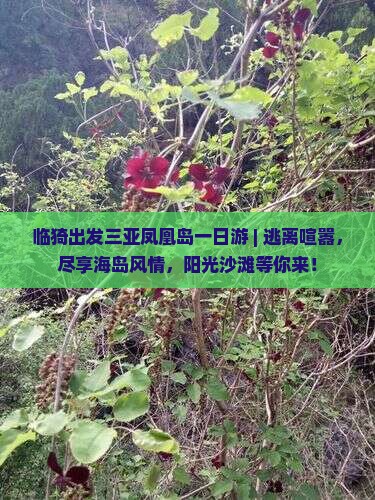 临猗出发三亚凤凰岛一日游