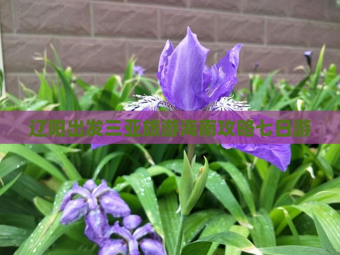 辽阳出发三亚旅游海南攻略七日游