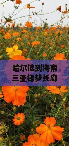 哈尔滨到海南三亚椰梦长廊旅游自由行
