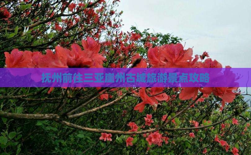 抚州前往三亚崖州古城旅游景点攻略