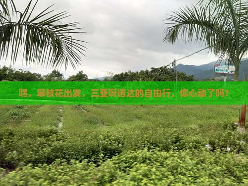 攀枝花前往三亚呀诺达景区自由行