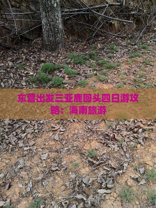 东营出发三亚鹿回头四日游