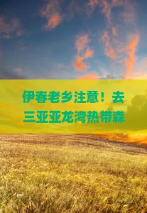 伊春出发三亚亚龙湾热带森林公园旅游网红地点