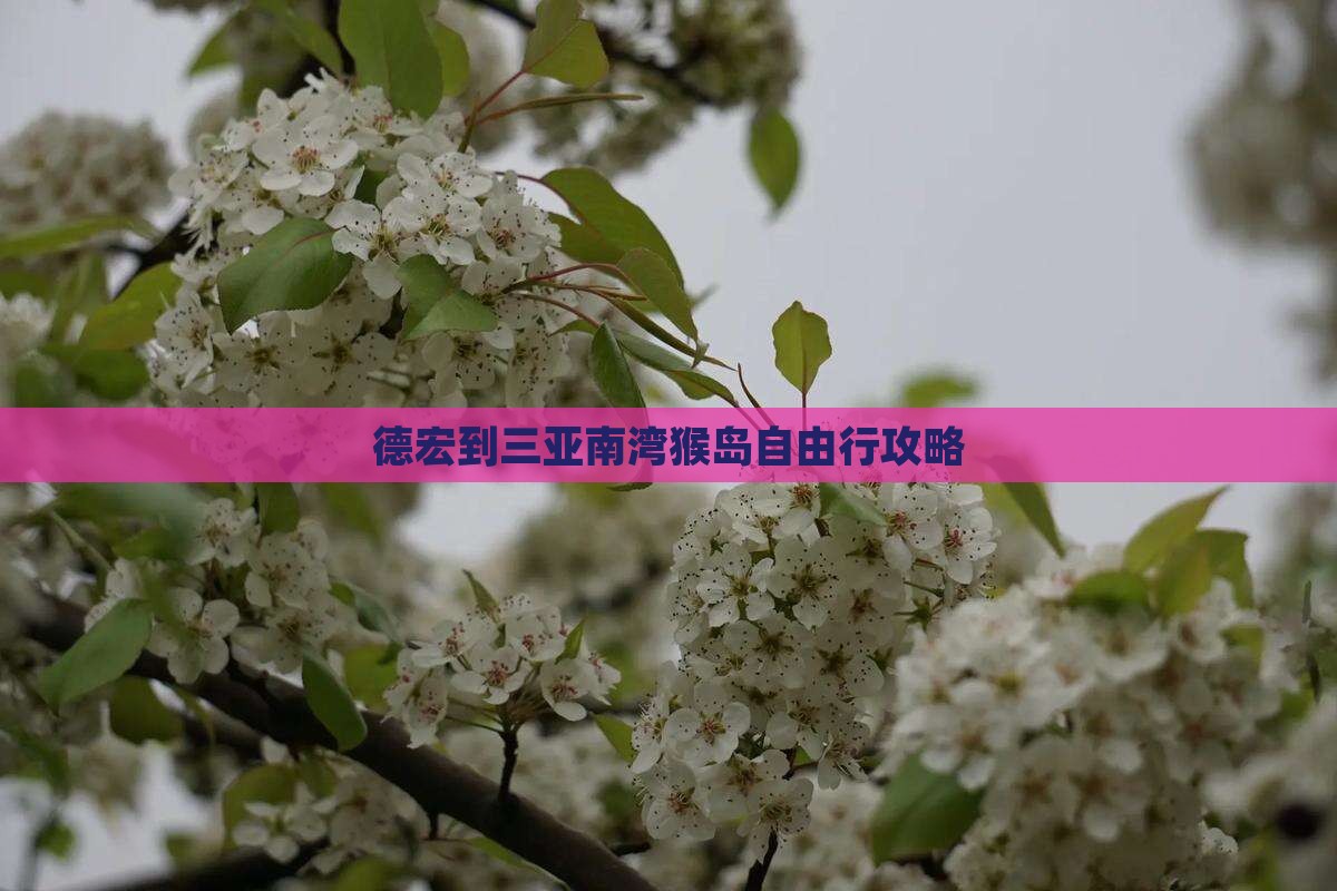 德宏到三亚南湾猴岛自由行攻略