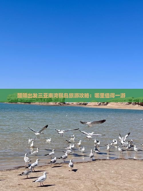 醴陵出发三亚南湾猴岛旅游攻略：哪里值得一游