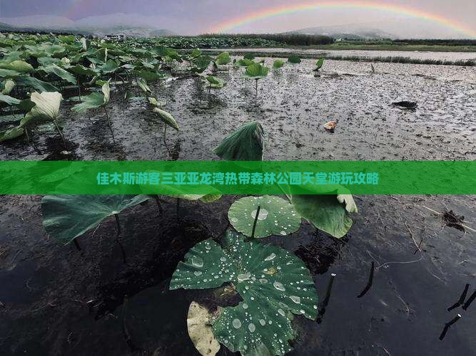 佳木斯游客三亚亚龙湾热带森林公园天堂游玩攻略