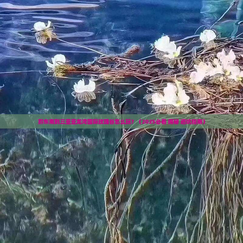 黔东南去三亚亚龙湾国际玫瑰谷哪里玩