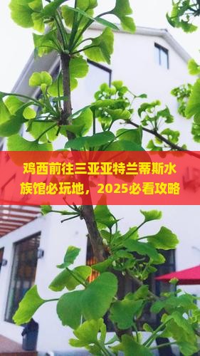 鸡西前往三亚亚特兰蒂斯水族馆必玩地