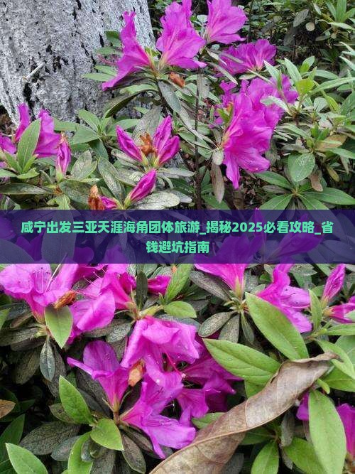 咸宁出发三亚天涯海角团体旅游