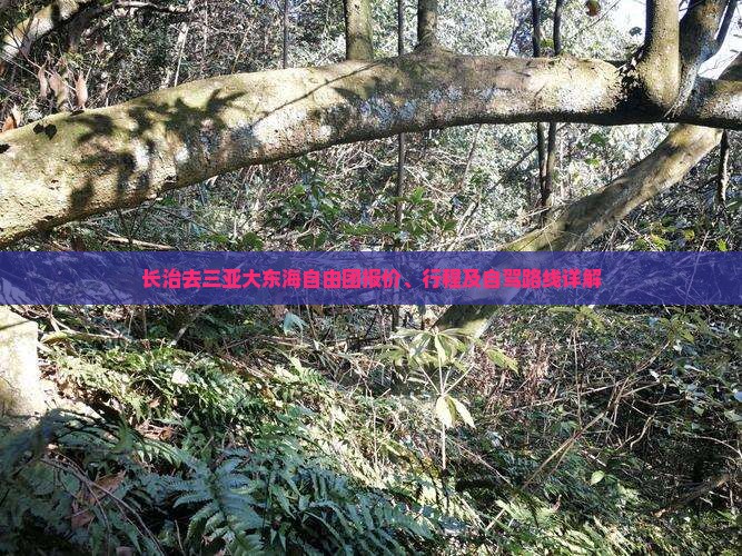 长治去三亚大东海自由团报价、行程及自驾路线详解
