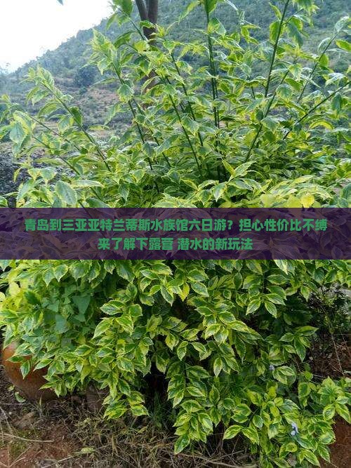 青岛到三亚亚特兰蒂斯水族馆六日游？担心性价比不缚来了解下露营+潜水的新玩法