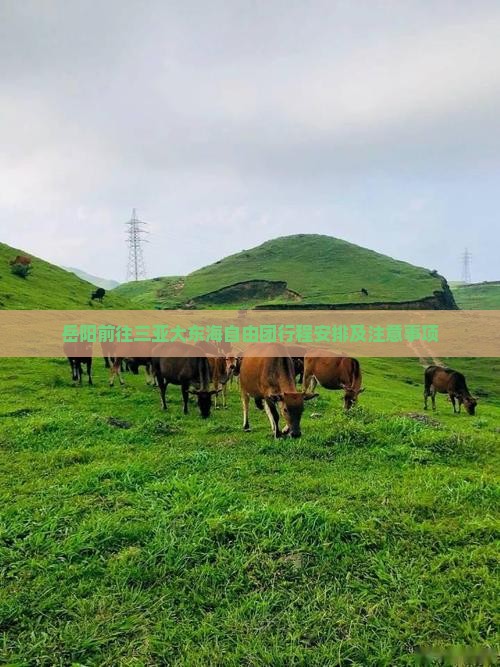 岳阳前往三亚大东海自由团