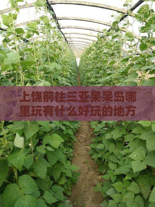 上饶前往三亚呆呆岛哪里玩有什么好玩的地方