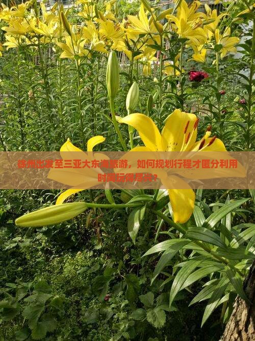 徐州出发至三亚大东海旅游，如何规划行程才匿分利用时间玩得尽兴？
