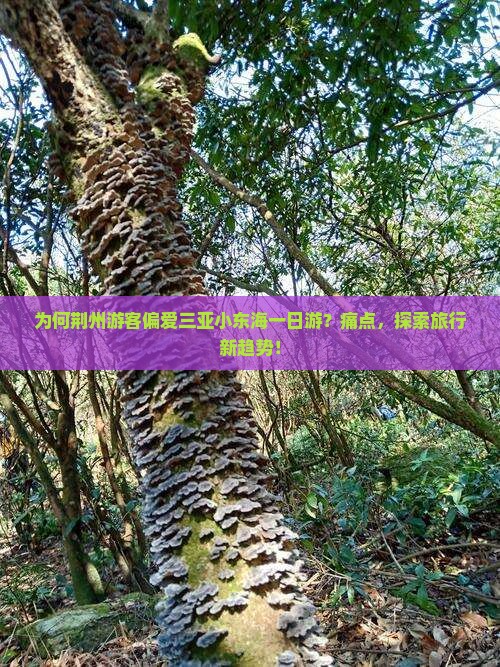 为何荆州游客偏爱三亚小东海一日游？痛点，探索旅行新趋势！