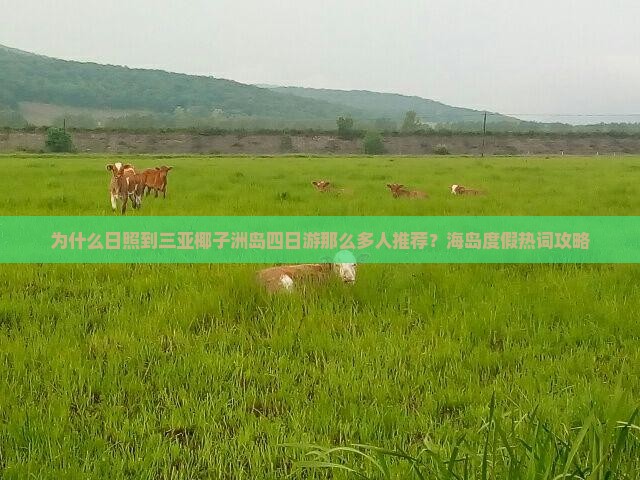 为什么日照到三亚椰子洲岛四日游那么多人推荐？海岛度假热词攻略