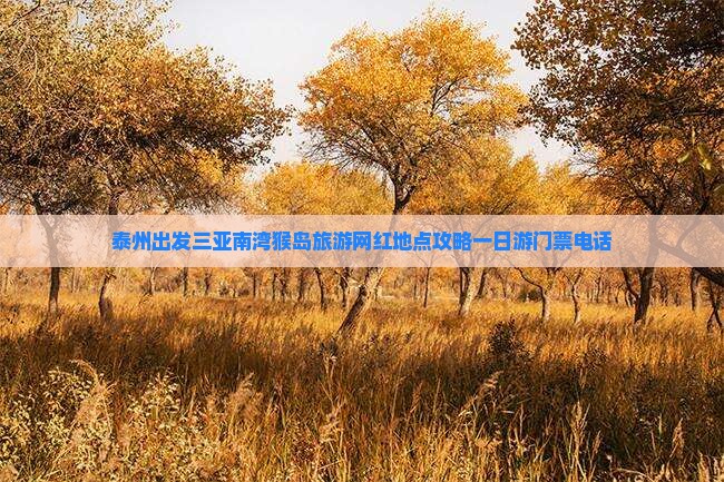 泰州出发三亚南湾猴岛旅游网红地点攻略一日游门票电话