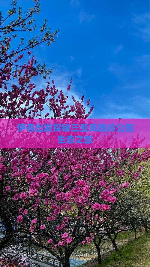 伊春出发探秘三亚凤凰岭公园生态之旅