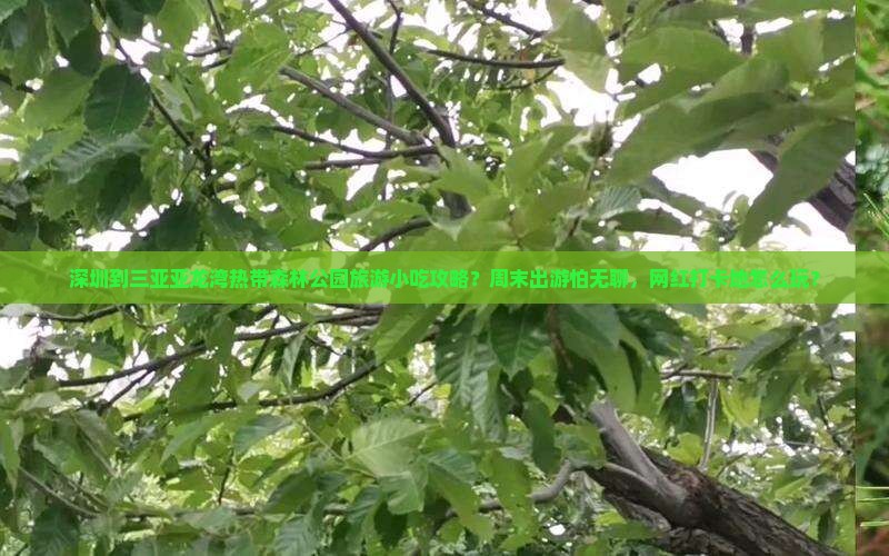 深圳到三亚亚龙湾热带森林公园旅游小吃攻略？周末出游怕无聊，网红打卡地怎么玩？