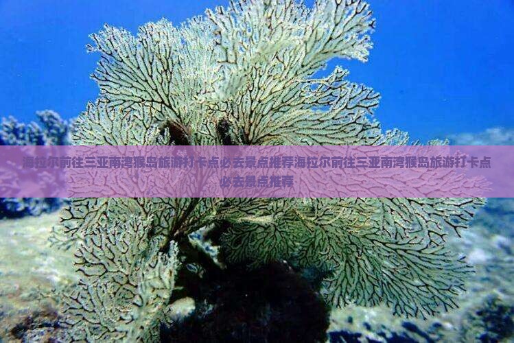 海拉尔前往三亚南湾猴岛旅游打卡点