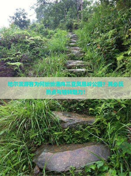 哈尔滨游客为何纷纷涌向三亚凤凰岭公园？其必玩热点与独特魅力！