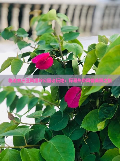 临沧去三亚凤凰岭公园必玩地：探寻热带风情美景之旅