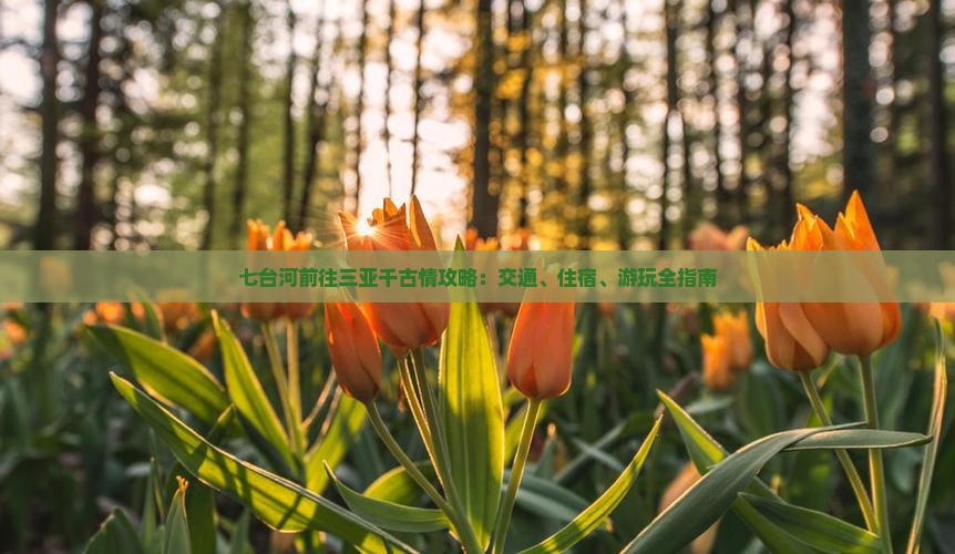 七台河前往三亚千古情攻略：交通、住宿、游玩全指南