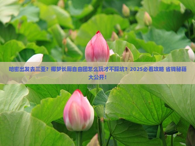 哈密前往三亚椰梦长廊自由团