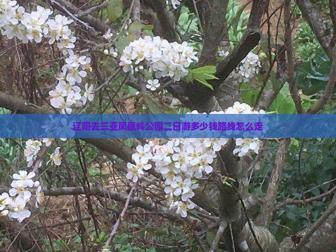 辽阳去三亚凤凰岭公园二日游