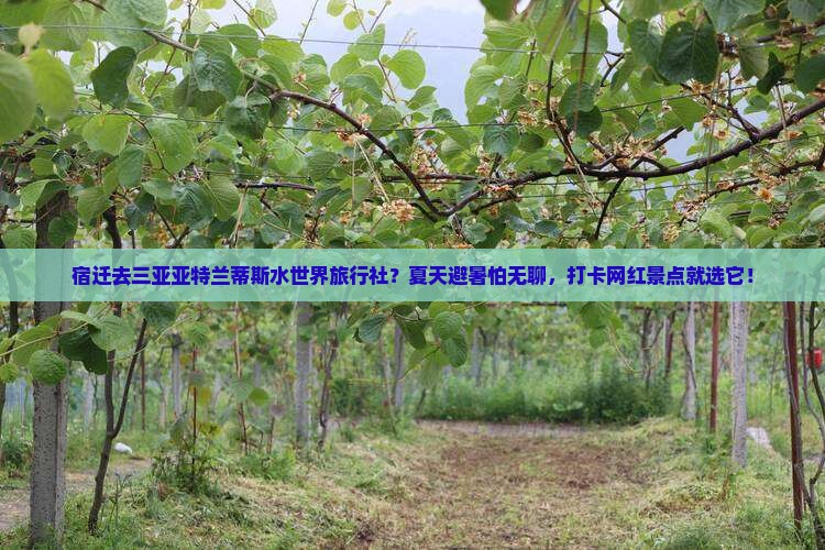 宿迁去三亚亚特兰蒂斯水世界旅行社？夏天避暑怕无聊，打卡网红景点就选它！