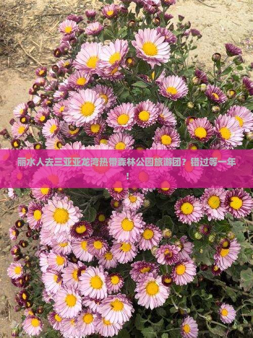 丽水人去三亚亚龙湾热带森林公园旅游团？错过等一年！
