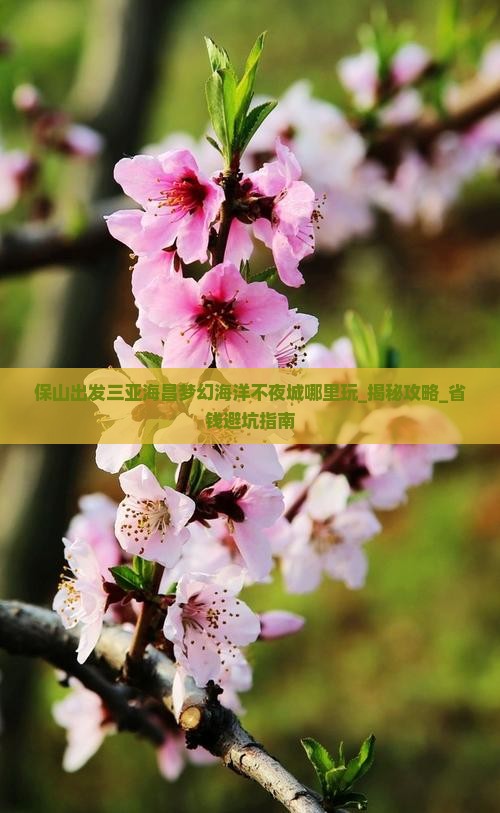 保山出发三亚海昌梦幻海洋不夜城哪里玩