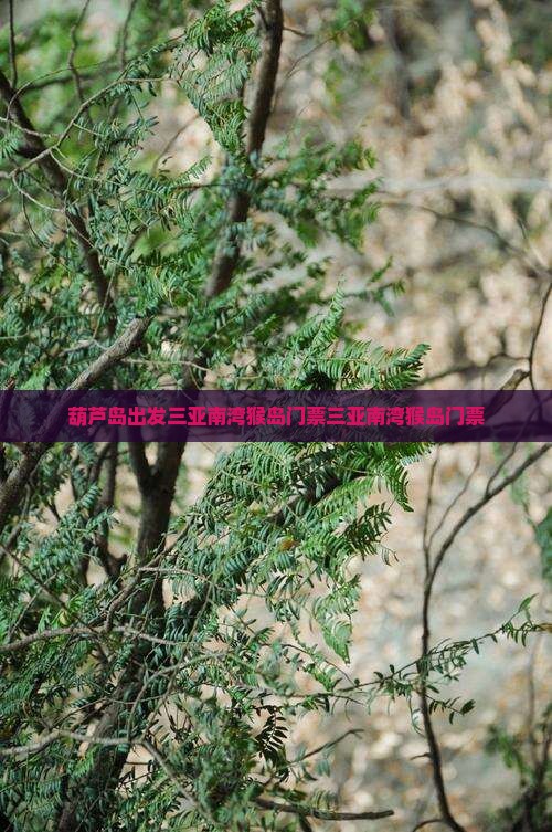 葫芦岛出发三亚南湾猴岛门票
