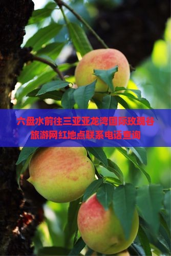 六盘水前往三亚亚龙湾国际玫瑰谷旅游网红地点联系电话查询