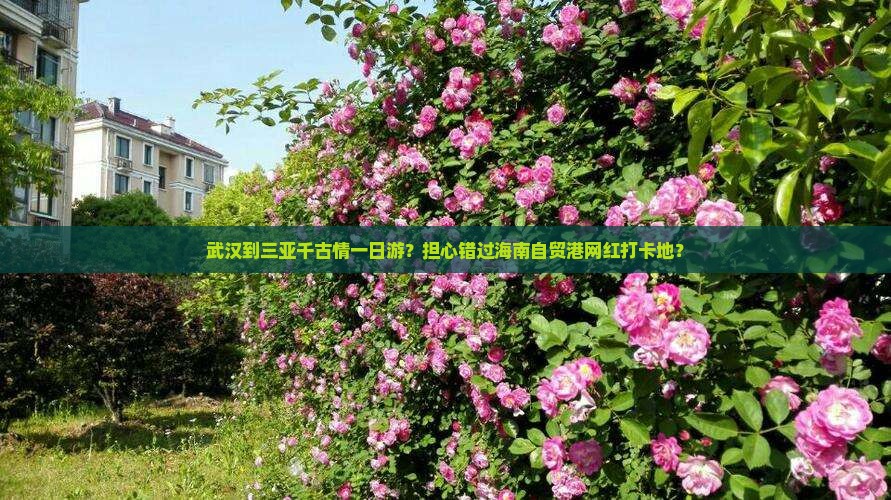 武汉到三亚千古情一日游？担心错过海南自贸港网红打卡地？