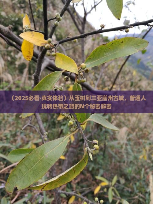玉树前往三亚崖洲古城必玩地