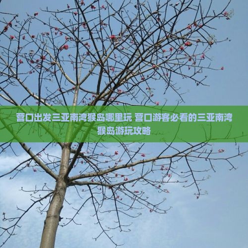 营口出发三亚南湾猴岛哪里玩